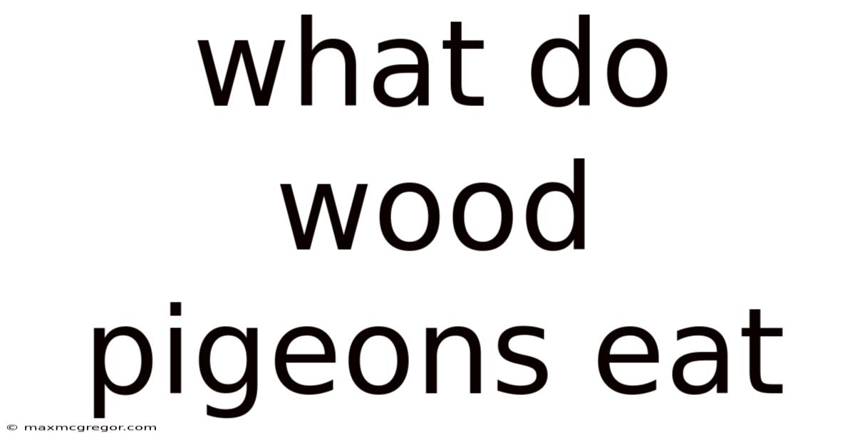 What Do Wood Pigeons Eat