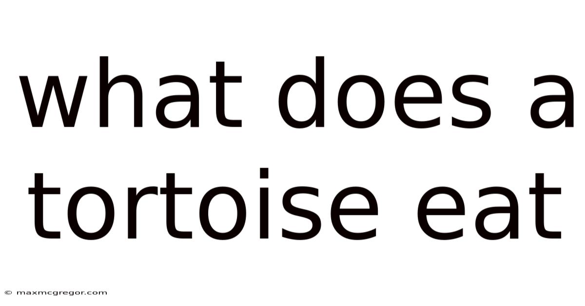 What Does A Tortoise Eat