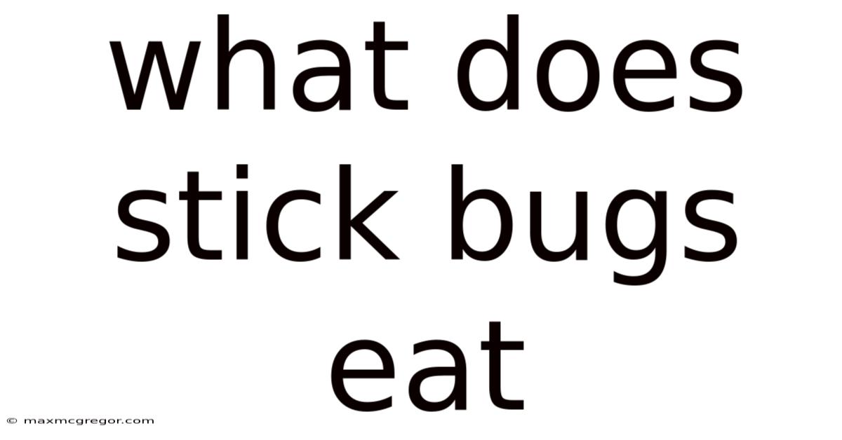 What Does Stick Bugs Eat