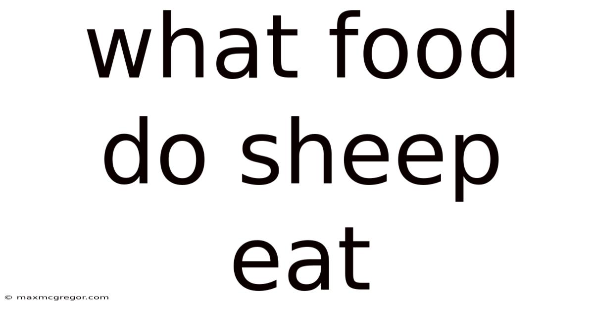 What Food Do Sheep Eat
