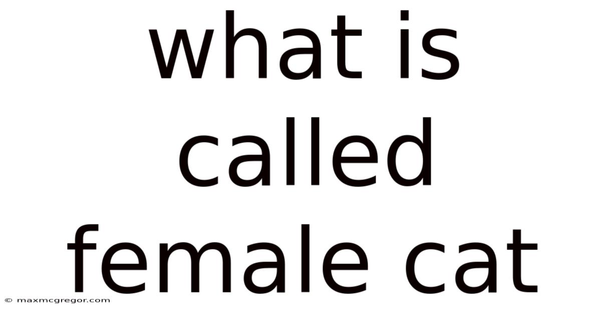 What Is Called Female Cat