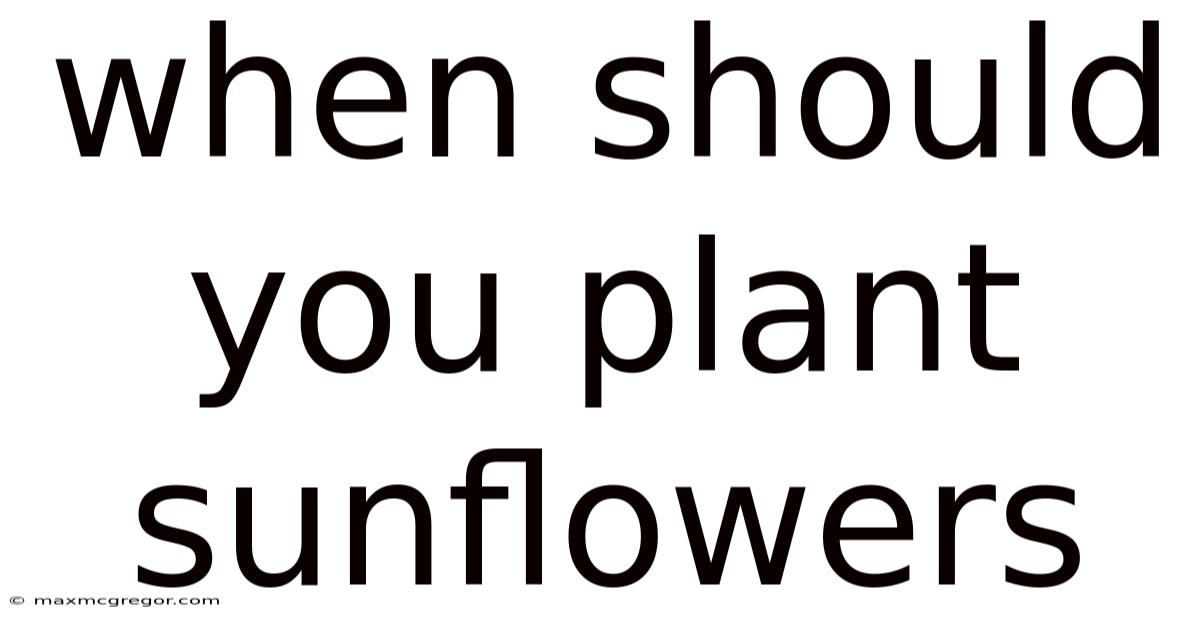 When Should You Plant Sunflowers