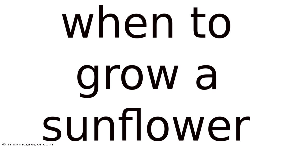 When To Grow A Sunflower