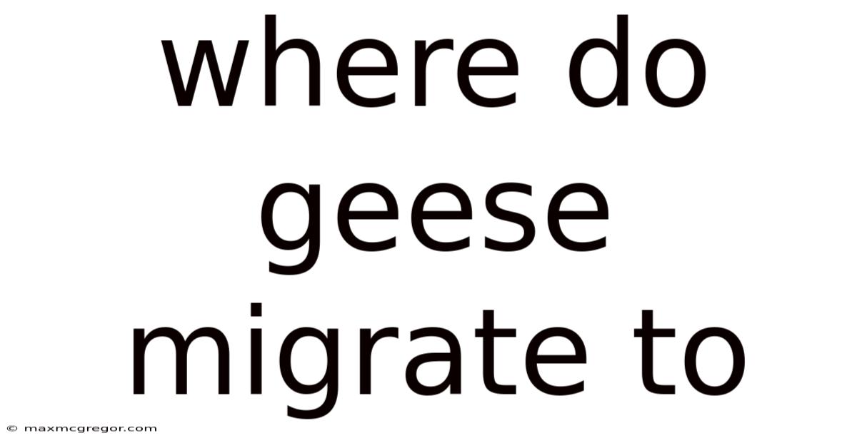 Where Do Geese Migrate To