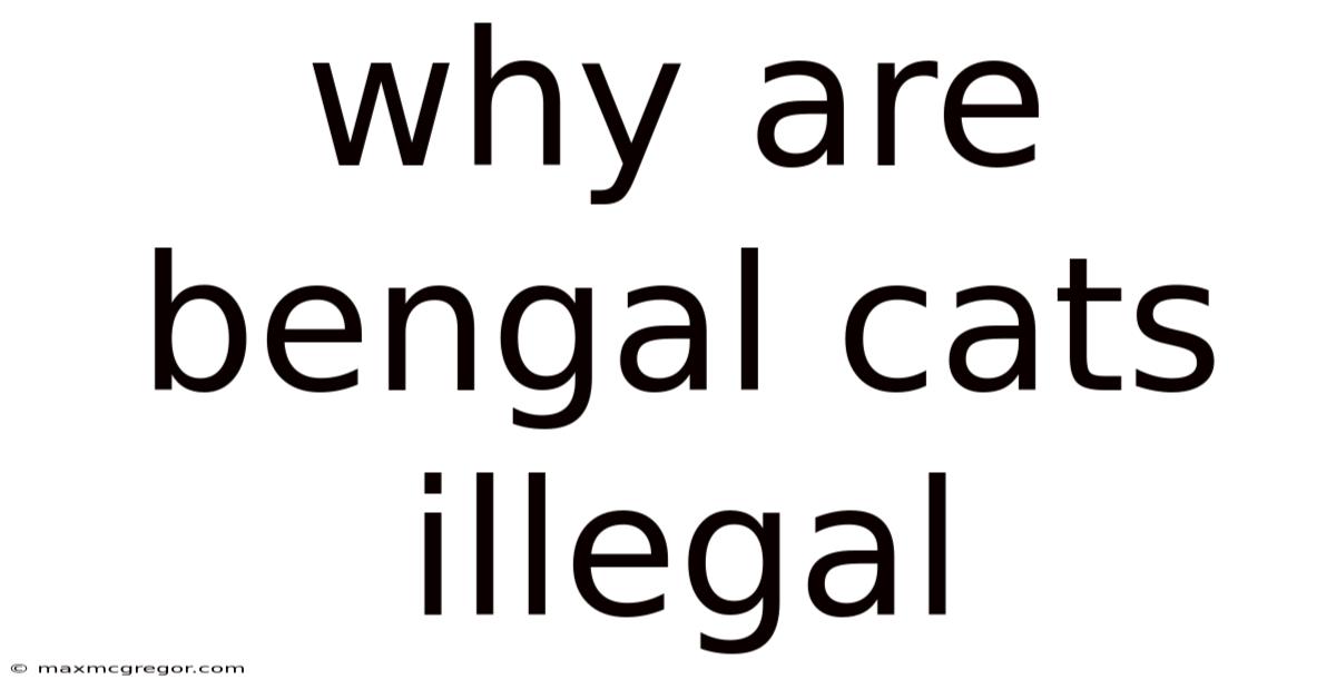 Why Are Bengal Cats Illegal