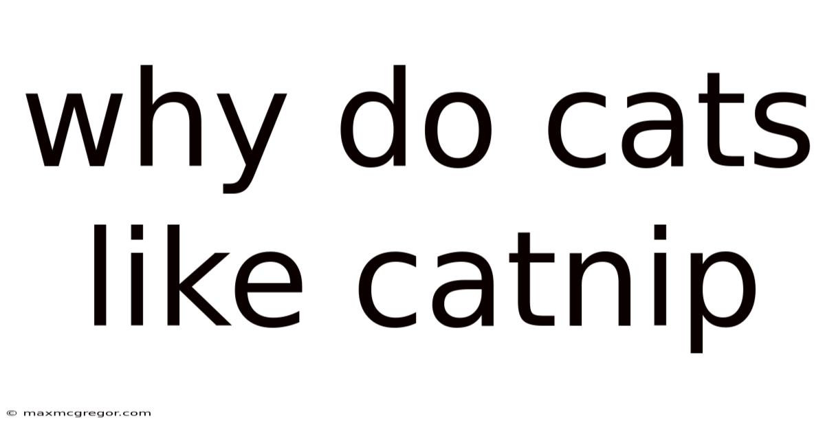 Why Do Cats Like Catnip