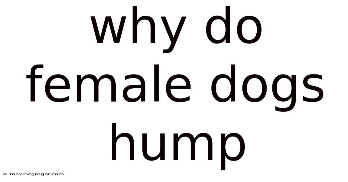 Why Do Female Dogs Hump