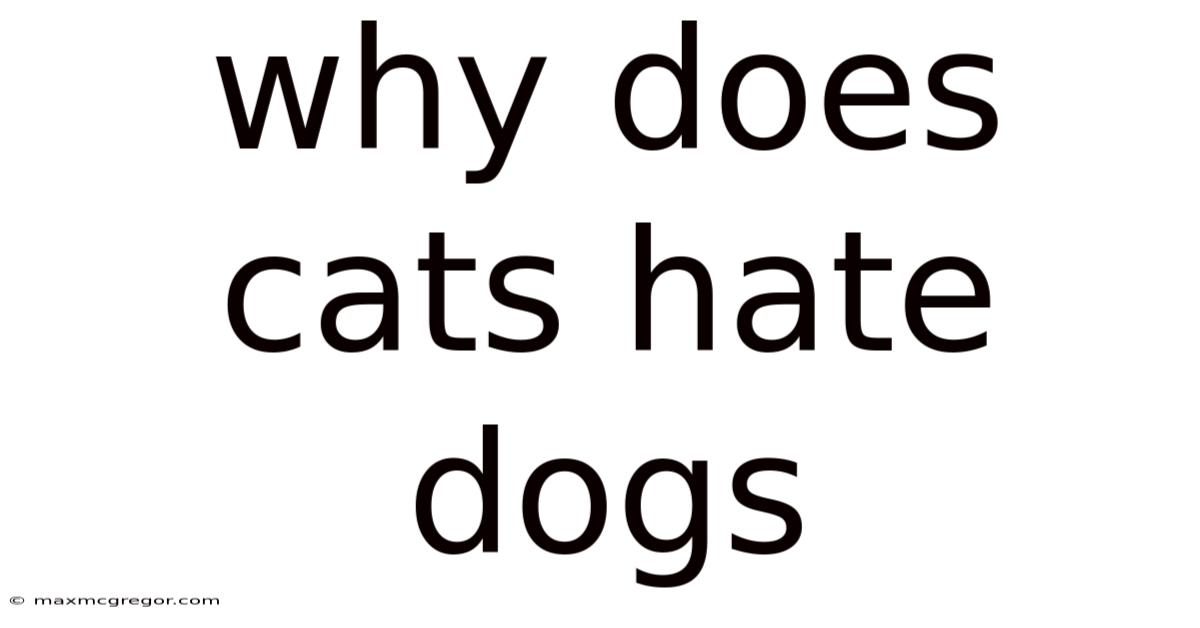 Why Does Cats Hate Dogs