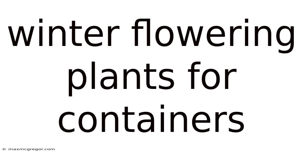 Winter Flowering Plants For Containers