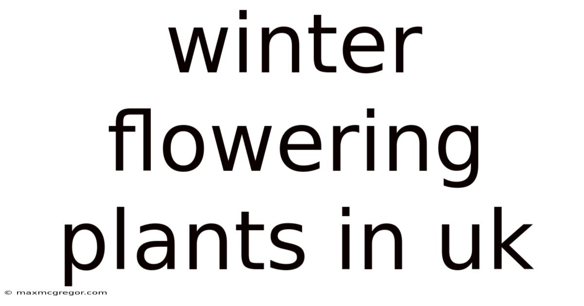Winter Flowering Plants In Uk